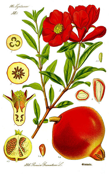 Файл:Illustration Punica granatum1.jpg
